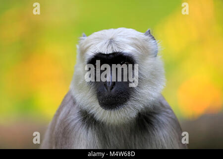 Northern Plains grau Langur (Semnopithecus Entellus), Erwachsener, Tier Portrait, wachsam, Captive Stockfoto