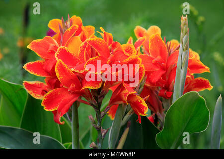 Canna (Canna indica), Blume, Blüte, Deutschland Stockfoto