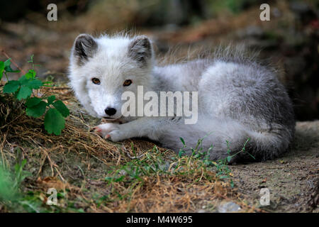 Polarfuchs (Alopex lagopus), Cub, sich ausruhen, Captive Stockfoto