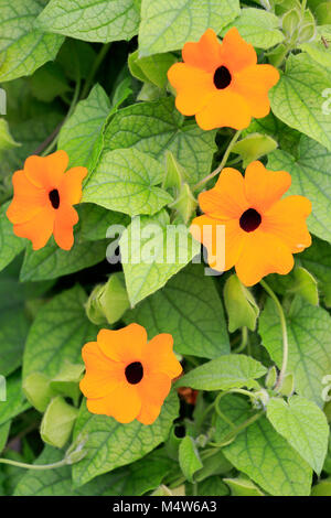 Black-Eyed Susan Weinstock (thunbergia Alata), orange Blüten, Deutschland Stockfoto