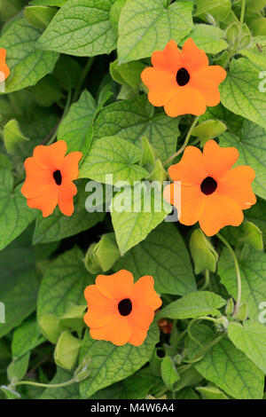 Black-Eyed Susan Weinstock (thunbergia Alata), orange Blüten, Deutschland Stockfoto