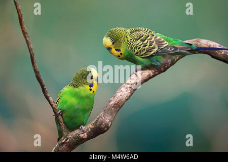 Wellensittiche (Melopsittacus undulatus), Paar sitzt auf Zweig, Captive Stockfoto