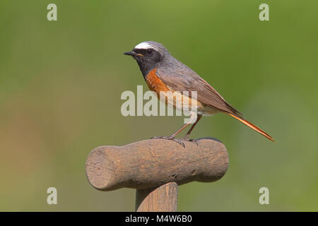 Common redstart (Phoenicurus phoenicurus), männlich sitzen auf Spaten, Nordrhein-Westfalen, Deutschland Stockfoto