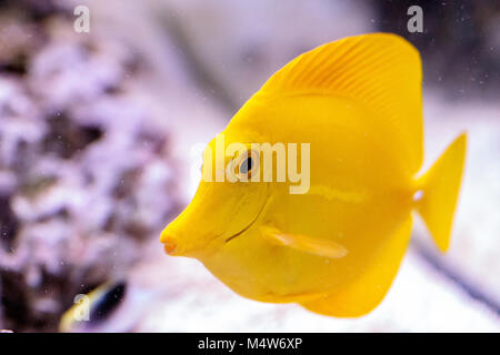 Gelbe tang Fische Zebrasoma flavenscens, Stockfoto