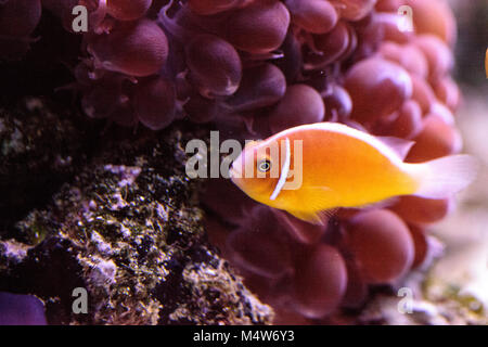 Orange skunk Clownfisch Amphiprion perideraion genannt Stockfoto