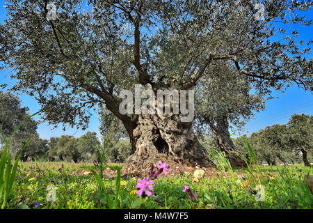 Alte Olivenbaum in Galiläa Israel im Frühjahr mit Blumen Stockfoto