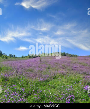 Malerische Berg blühende Wiese - bunte Sommer Landschaft Stockfoto