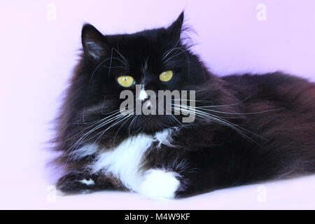 Schwarze Katze legt auf dem rosa Ausschreibung Hintergrund Stockfoto