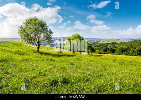 Reihe von Bäumen auf grasigen Hang. schöne Landschaft im Sommer Stockfoto