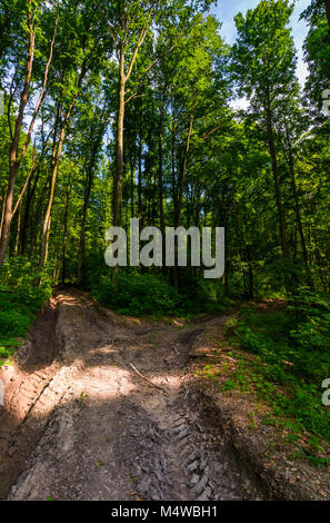 Wald Straße unter hohen Bäumen mit grünem Laub. schöne Natur Landschaft im Frühling Stockfoto