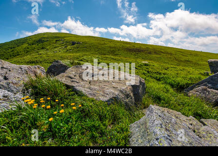 Felsen und Löwenzahn auf grasigen Hang. schönen Sommer Natur Landschaft in Berg unter dem blauen Himmel mit einigen Wolken Stockfoto