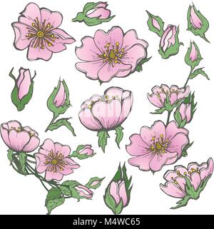 Wild Dog rose Blüten und Knospen Zeichnung Vektor clipart auf weißem Hintergrund für Scrapbooking eingestellt Stock Vektor