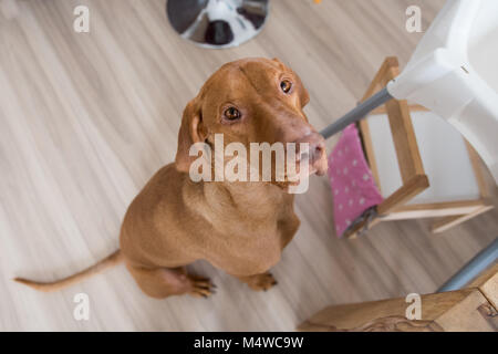 Betteln Hund in der Küche Stockfoto