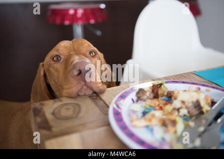 Betteln Hund in der Küche Stockfoto