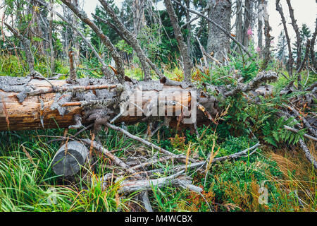 Detail eines Baumes von einem starken Wind, Sturm gebrochen Stockfoto