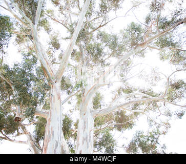 Eine Blue Gum Tree in Matjiesfontein, Südafrika Stockfoto