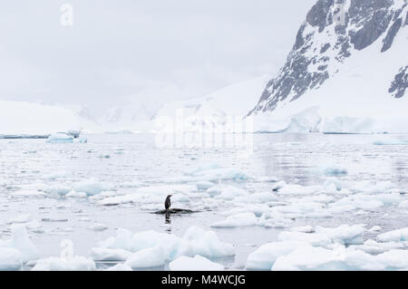 Ein einsamer Gentoo Pinguin stehend auf einem teilweise untergetauchten Rock von Meereis auf Danco Island in der Antarktis umgeben. Stockfoto