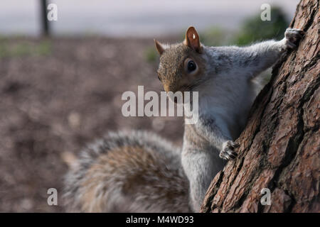 Flaches Sichtfeld Nahaufnahme von einem Eichhörnchen klettern eine dicke Rinde Kiefer in Bournemouth Central Gardens Stockfoto