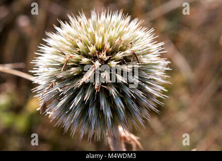 Weniger Klette Arctium minus, Burweed, Speer Thistle Stockfoto