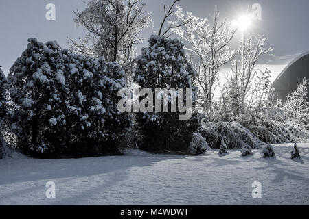 Bäume mit Schnee in einer Nacht Winter Stockfoto