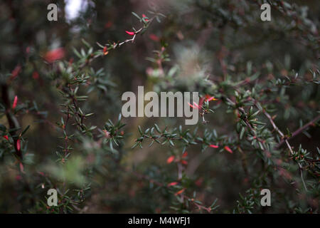 Kleine rote Tröpfchen Stockfoto