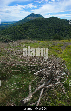 Blick auf den Puy de Dome im Sommer mit abgestorbene Äste im Vordergrund. Stockfoto