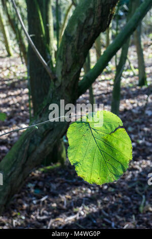 Beleuchtete Kleine leaved Lime Tree leaf Stockfoto