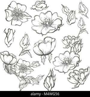 Wild Dog rose Blumen Kontur Tinte nach Färbung mit Knospen Zeichnung Vektor clipart auf weißem Hintergrund für Scrapbooking Stock Vektor