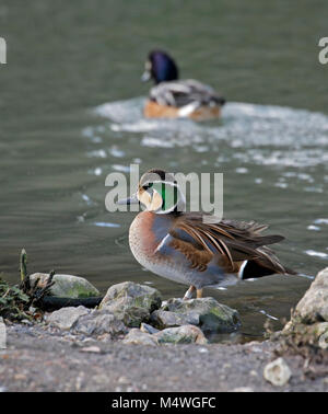 Baikal Teal männlich (Anas Formosa), Großbritannien Stockfoto