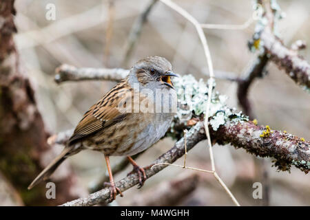 Frühjahr 2018 und eine dunnock ist Singen für einen Gehilfen in Mid Wales Stockfoto