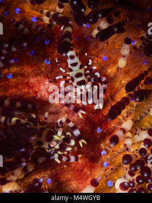 Coleman Shrimps (Periclimenes colemani) auf Feuer Seeigel auf dem olympischen Point Tauchplatz, Anilao, Philippinen Stockfoto