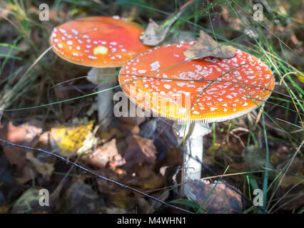 Im Wald auf einer Lichtung wachsen Pilze Fliegenpilze. Stockfoto