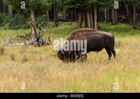 Bison oder American Buffalo Fütterung auf Gras im Yellowstone National Park Stockfoto