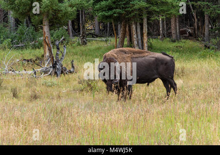 Bison oder American Buffalo Fütterung auf Gras im Yellowstone National Park Stockfoto