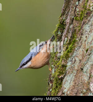 Eurasischen Kleiber (Sitta europaea) auf einer Flechte bedeckt Eiche Eiche in einem nördlichen Wäldern. Stockfoto