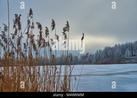 White Frost bedeckt Bäume im Winter Landschaft gegen bewölkter Himmel Stockfoto