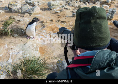 Falkland Inseln, neue Insel. Abenteuer Touristen fotografieren Rockhopper penguin (Eudyptes chrysocome) Wild: Model Released. Stockfoto