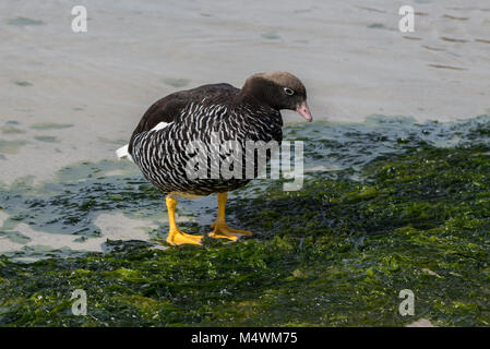 Falkland Inseln, neue Insel. Kelp Gans (WILD: Chloephaga hybrida malvinarum) weiblich. Stockfoto