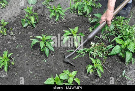 Gärtner nach oben ziehen, um Unkräuter mit einer Hacke in den Pfeffer Plantage im Gemüsegarten Stockfoto