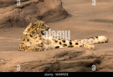 Snow Leopard (Panthera uncia) Stockfoto