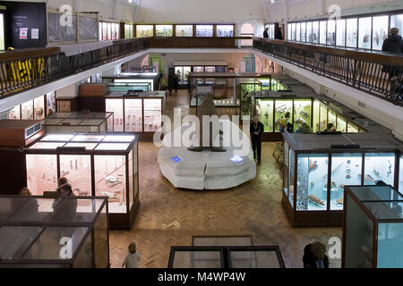 Das Natural History Galerie am Horniman Museum, Forest Hill, London, England. Stockfoto