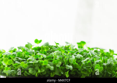 Junge frische Triebe von Topfpflanzen Brunnenkresse zuhause wachsen auf Küche Window-Sill. Weiches Tageslicht weißen Vorhang im Hintergrund. Gartenbau gesunde Pla Stockfoto