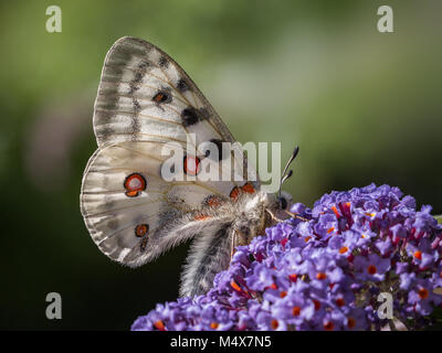 Apollofalter nectaring auf sommerflieder Stockfoto