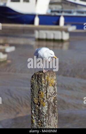 Vogel Kratzen auf Post in einem Hafen Stockfoto