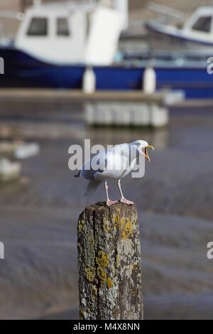 Vogel Schrei Stockfoto