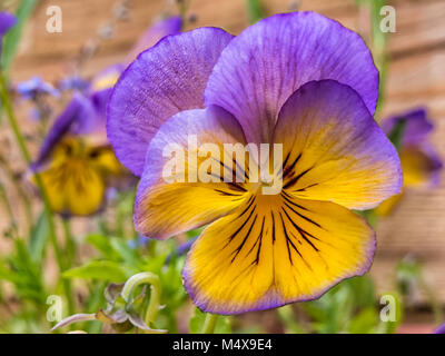Eine Nahaufnahme Bild eines Garten Stiefmütterchen in einem Blumenbeet wachsende Stockfoto