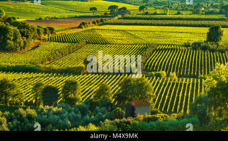 Bolgheri und Castagneto Weinberg Blick auf den Sonnenuntergang. Maremma Toskana, Italien, Europa. Stockfoto