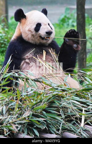 Panda Stockfoto