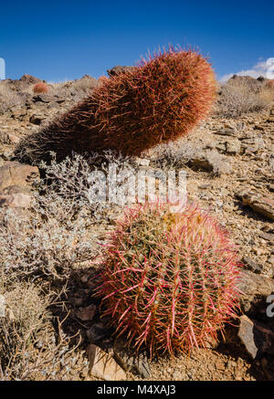 Ferocactus cylindraceus ist eine Pflanzenart aus der Gattung der barrel Kaktus, der von mehreren gemeinsamen Namen, einschließlich Kalifornien barrel Cactus bekannt ist. Stockfoto