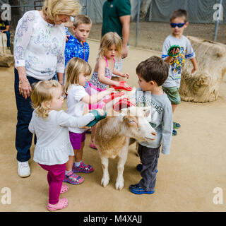 Kinder Bürste eine Ziege im Streichelzoo im Orange County Zoo in Orange, CA. Stockfoto